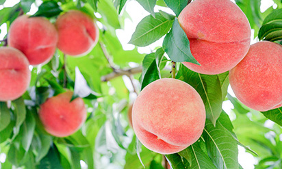 山形県天童市でフルーツ狩り もも さくらんぼ ぶどう りんご を楽しめる仲野観光果樹園