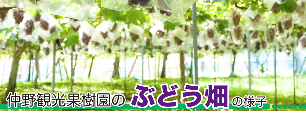ぶどう説明全体01n_01