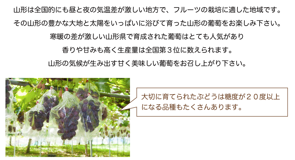 ぶどう説明全体01n_02