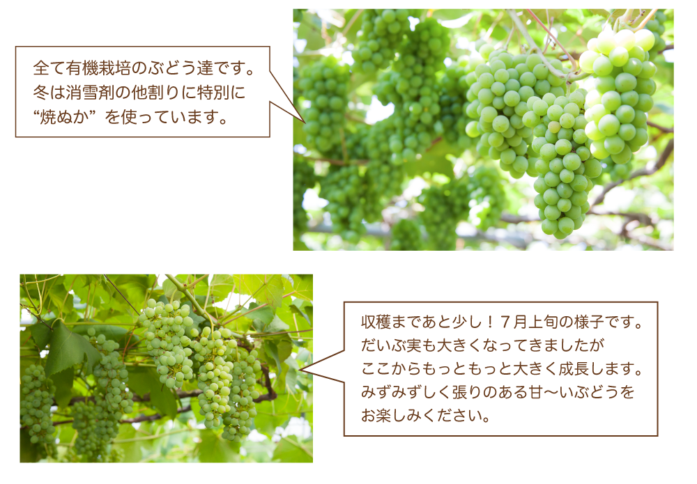 ぶどう説明全体01n_03