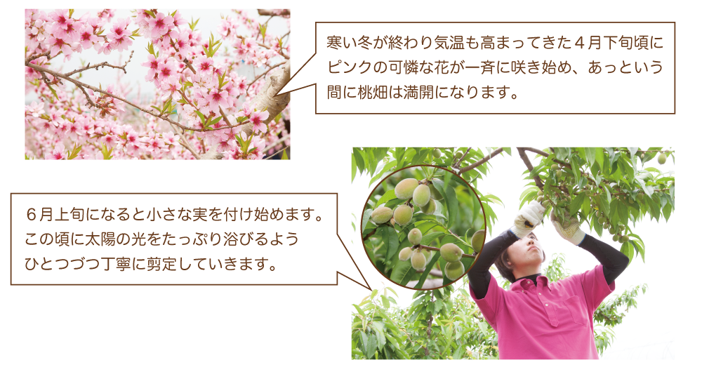 n桃説明全体02_02