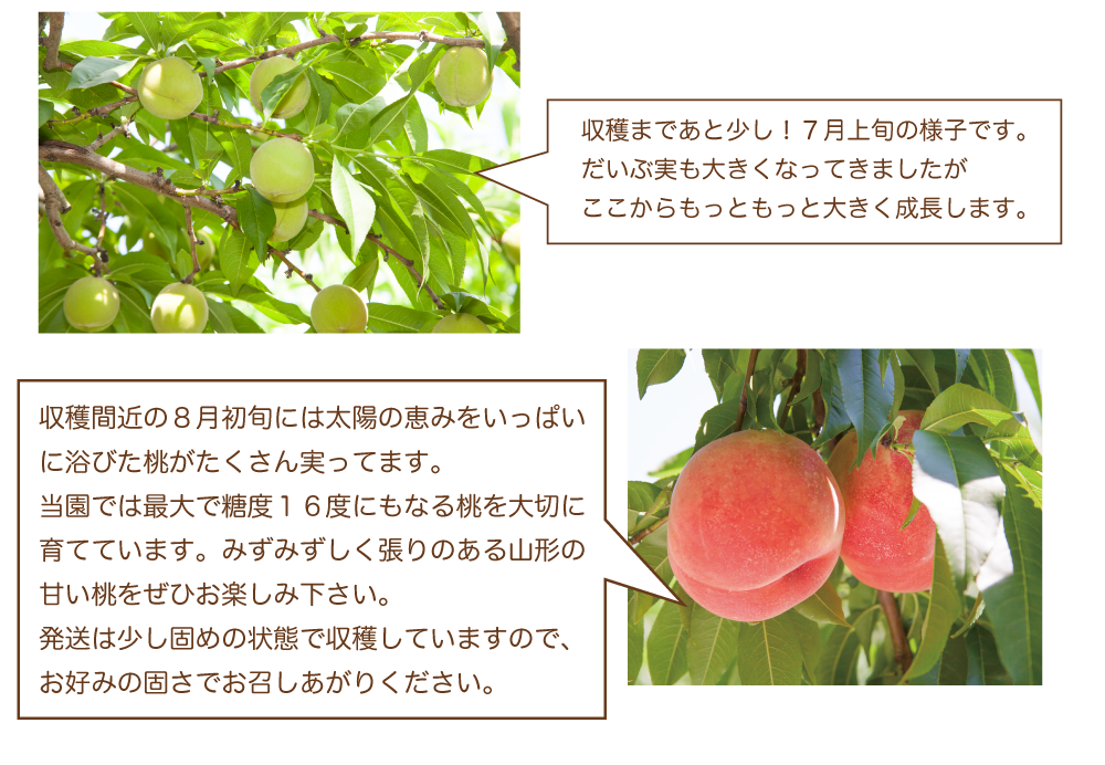 n桃説明全体02_03