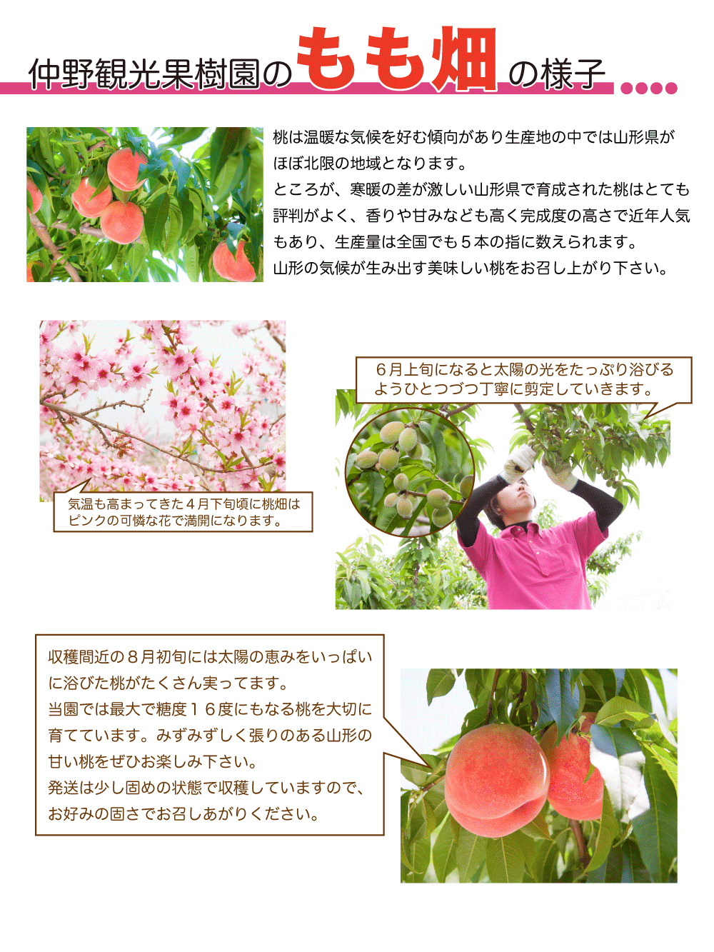 桃説明2017_01